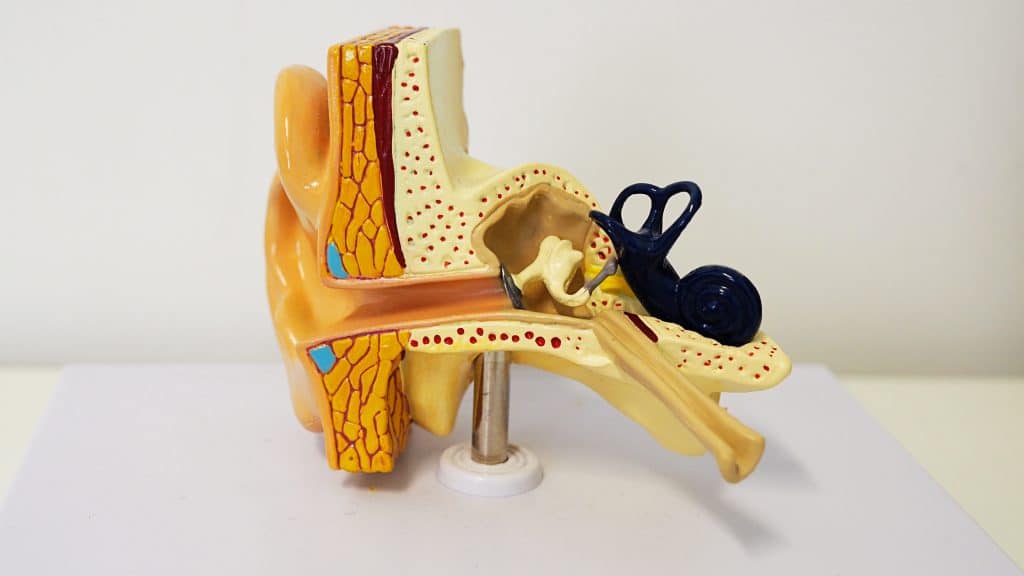 model human ear canal
